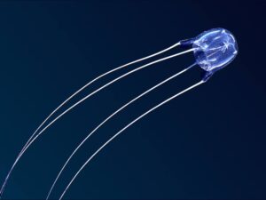 アンドンクラゲ